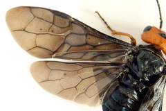 Acantholyda erythrocephala