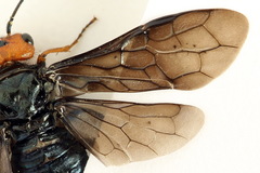 Acantholyda erythrocephala