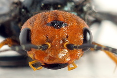 Acantholyda erythrocephala