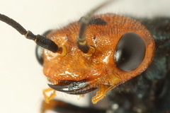 Acantholyda erythrocephala