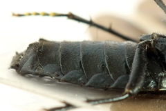 Acantholyda erythrocephala