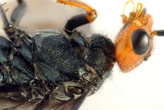 Acantholyda erythrocephala