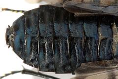 Acantholyda erythrocephala