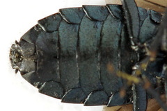 Acantholyda erythrocephala