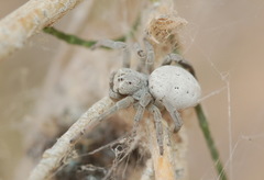 Stegodyphus lineatus