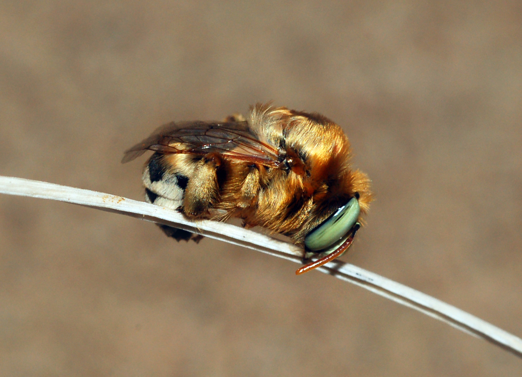 Anthophora olgae