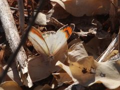 Colotis antevippe gavisa