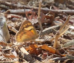 Colotis calais calais