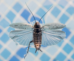 Ectobius erythronotus