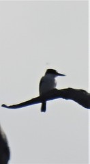 Todiramphus macleayii