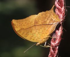 Charaxes varanes vologeses