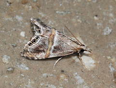 Euchromius jaxartella