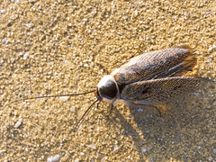 Ectobius erythronotus