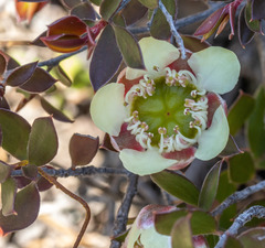 Leptospermum macrocarpum