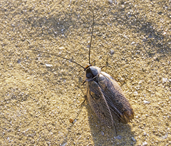 Ectobius erythronotus