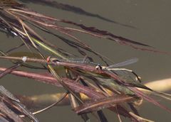 Pseudagrion sjoestedti