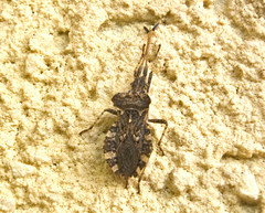 Centrocoris variegatus