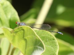 Pseudagrion acaciae