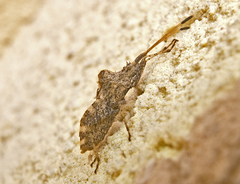 Centrocoris variegatus