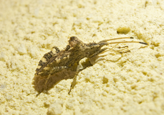 Centrocoris variegatus