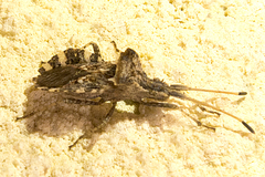 Centrocoris variegatus