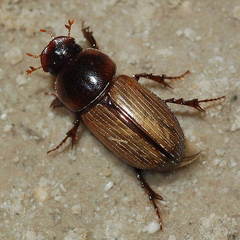 Bodilus longeciliatus