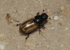 Bodilopsis ogloblini