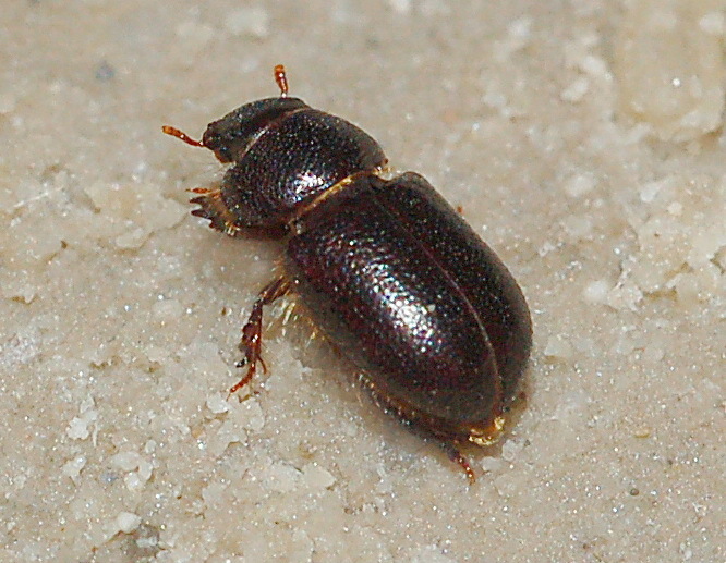 Cheirodes brevicollis