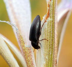 Colposphena brevicollis