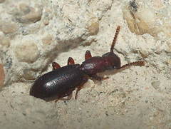 Dichillus tenebrosus
