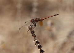 Trithemis werneri