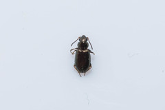 Bembidion pygmaeum