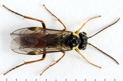 Aglaostigma fulvipes