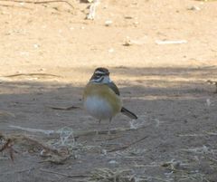 Cercotrichas quadrivirgata