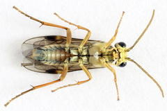 Aglaostigma fulvipes