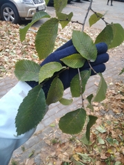 Ulmus glabra