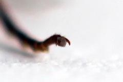 Aglaostigma fulvipes