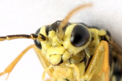 Aglaostigma fulvipes