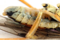 Aglaostigma fulvipes