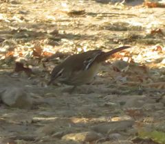 Cercotrichas quadrivirgata