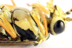 Aglaostigma fulvipes