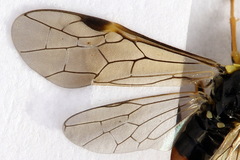 Aglaostigma fulvipes