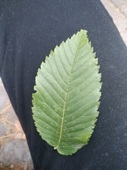 Ulmus glabra