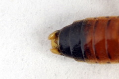 Aglaostigma fulvipes