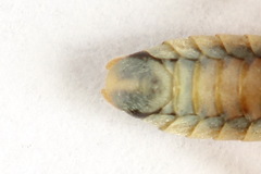 Aglaostigma fulvipes