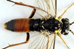 Aglaostigma fulvipes