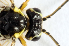 Aglaostigma fulvipes