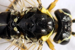 Aglaostigma fulvipes