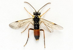 Aglaostigma fulvipes