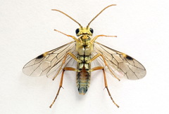 Aglaostigma fulvipes